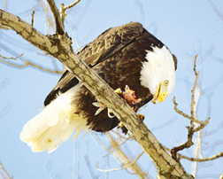 eagle2.jpg (33298 bytes)